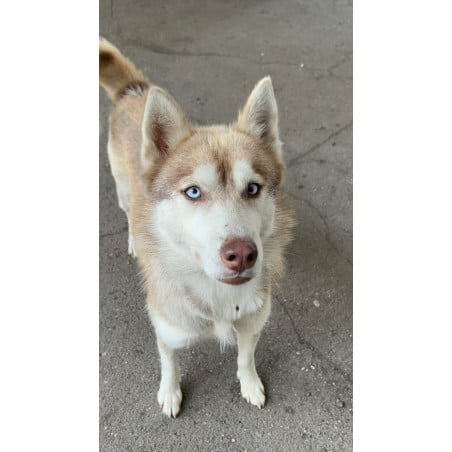 Peluche Husky 54 Cm