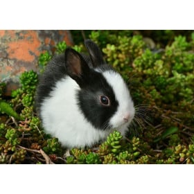 Schleich Conejo Blanco Y Negro De Schleich 2