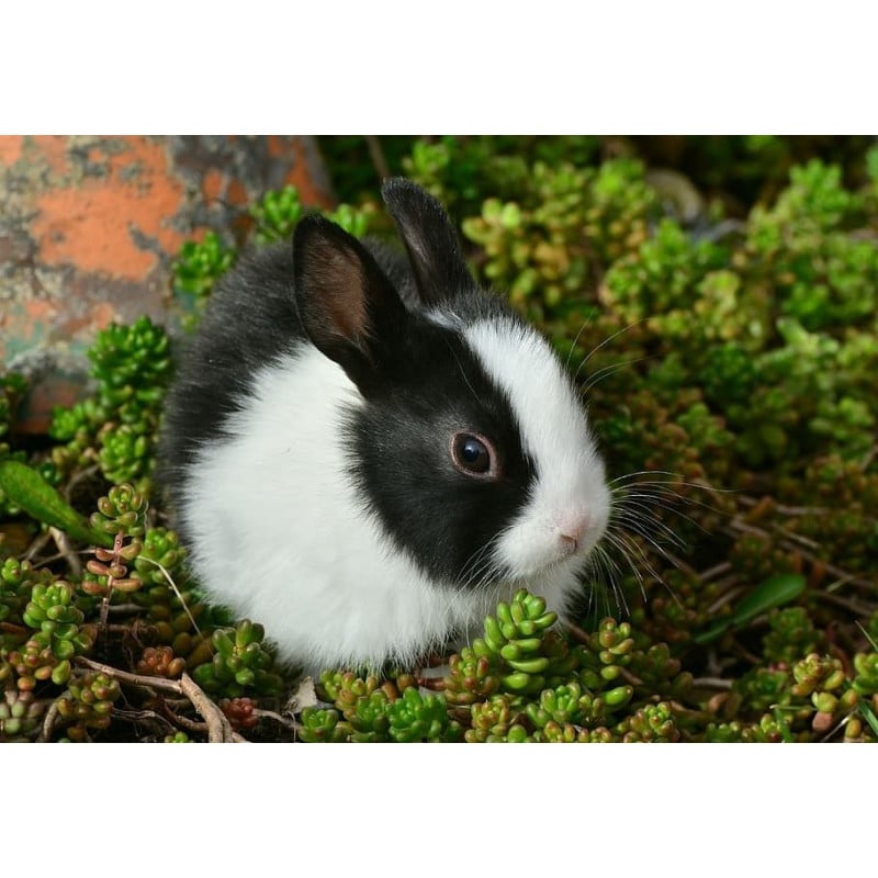 Schleich Conejo Blanco Y Negro