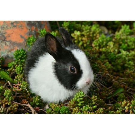 Schleich Conejo Blanco Y Negro