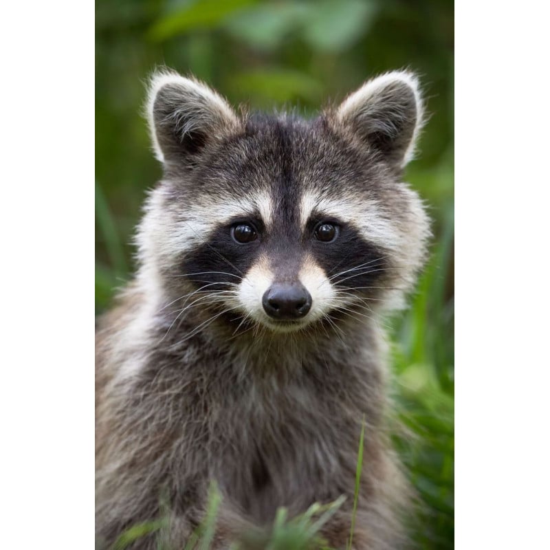 Schleich Mapache
