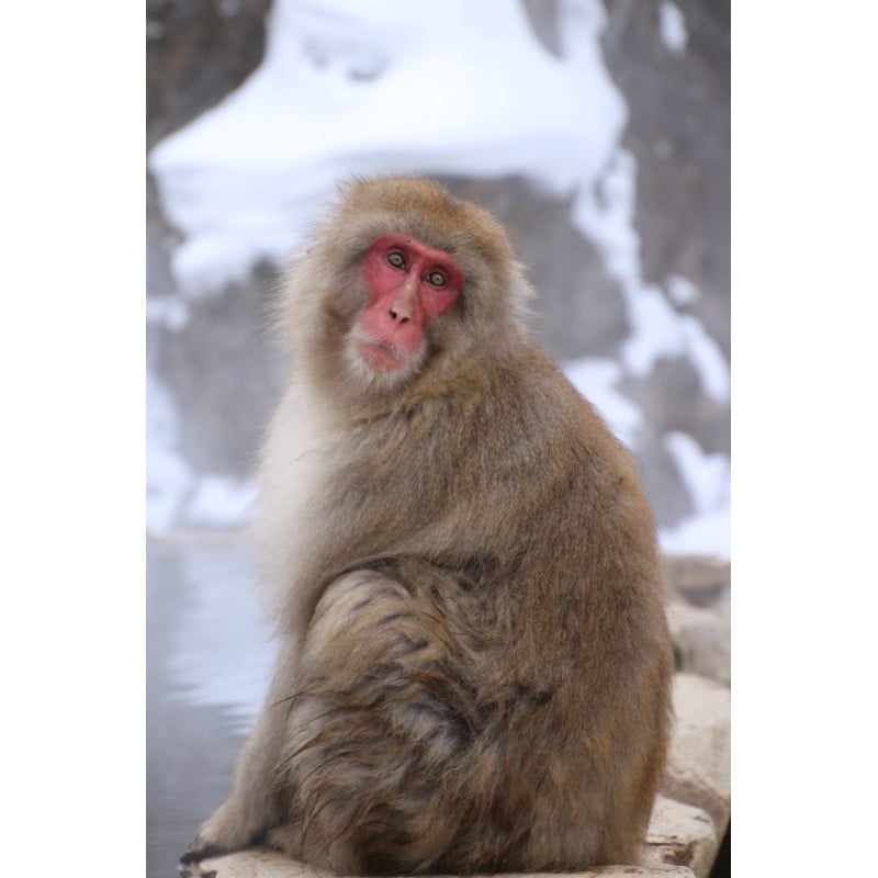 Schleich Macaco Japonés