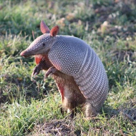 Schleich Armadillo De Schleich 2