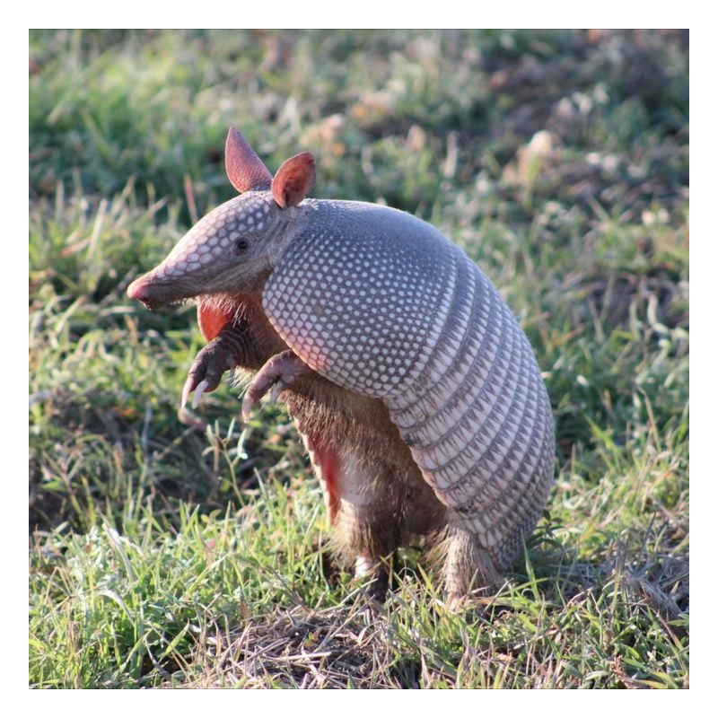 Schleich Armadillo