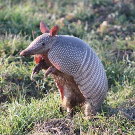 Schleich Armadillo