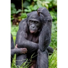 Schleich Bonobo Hembra De Schleich 2
