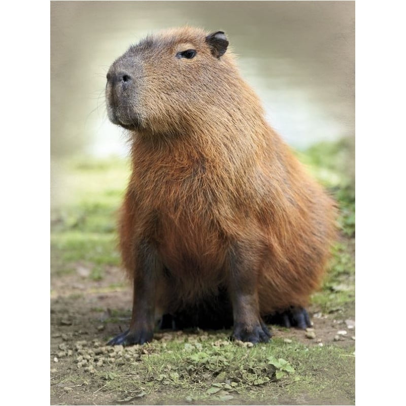 Schleich Capibara