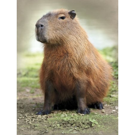 Schleich Capibara