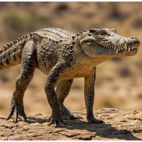 Schleich Kaprosuchus De Schleich 2