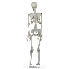 Esqueleto Colgante 90 cm 2