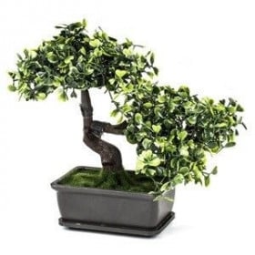 MACETA CON BONSAI 2