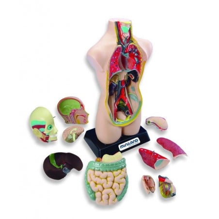SET ANATOMIA 11 PIEZAS