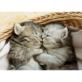 500 DULCES GATITOS 2