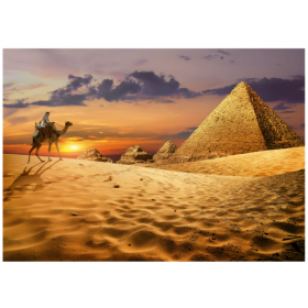 1000 CAMELLO EN EL DESIERTO 2