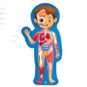 Puzzle Del Cuerpo Humano 2