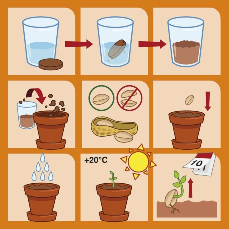 Juego de Sembrar Cacahuetes