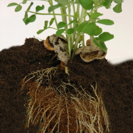 Juego de Sembrar Cacahuetes