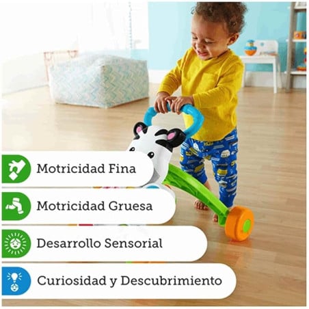 Cebra Parlanchina Primeros Pasos